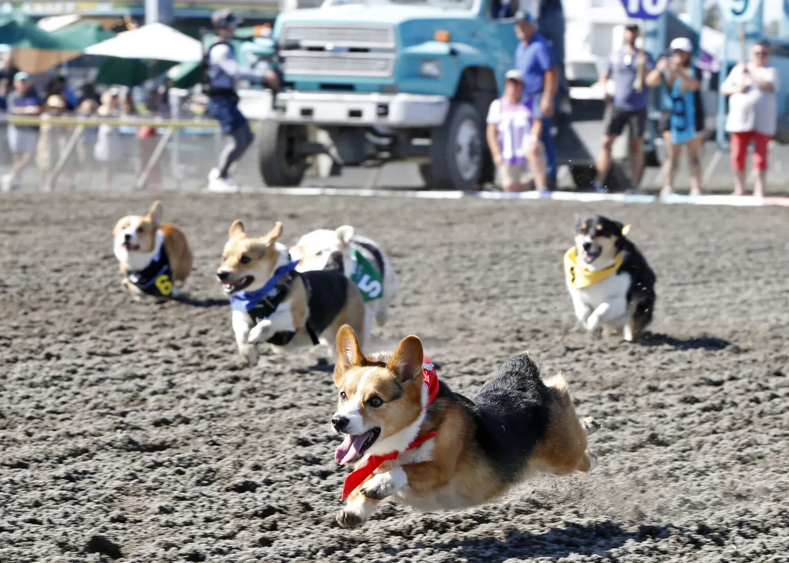 Corgi cars 2024